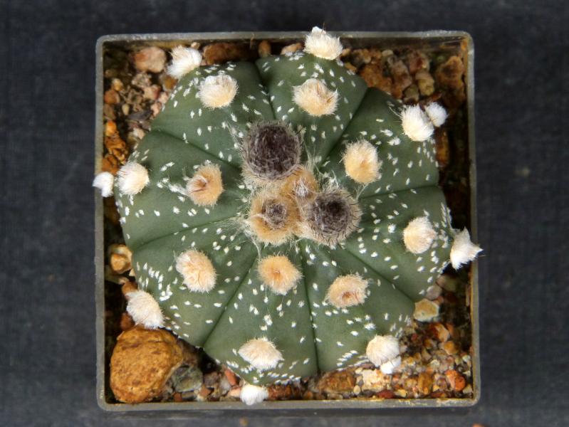 Plant for sale on April 21, 2025